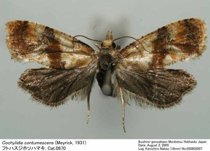 Cochylidia_contumescens_050802
